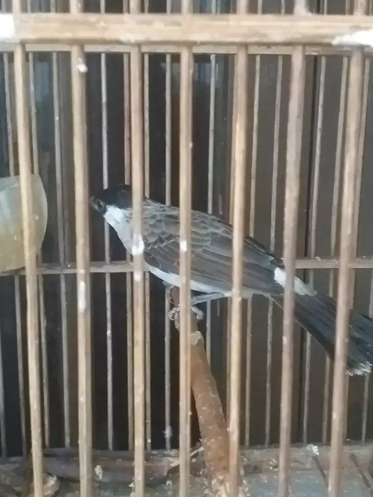 Kutilang rawaran udah rajin bunyi