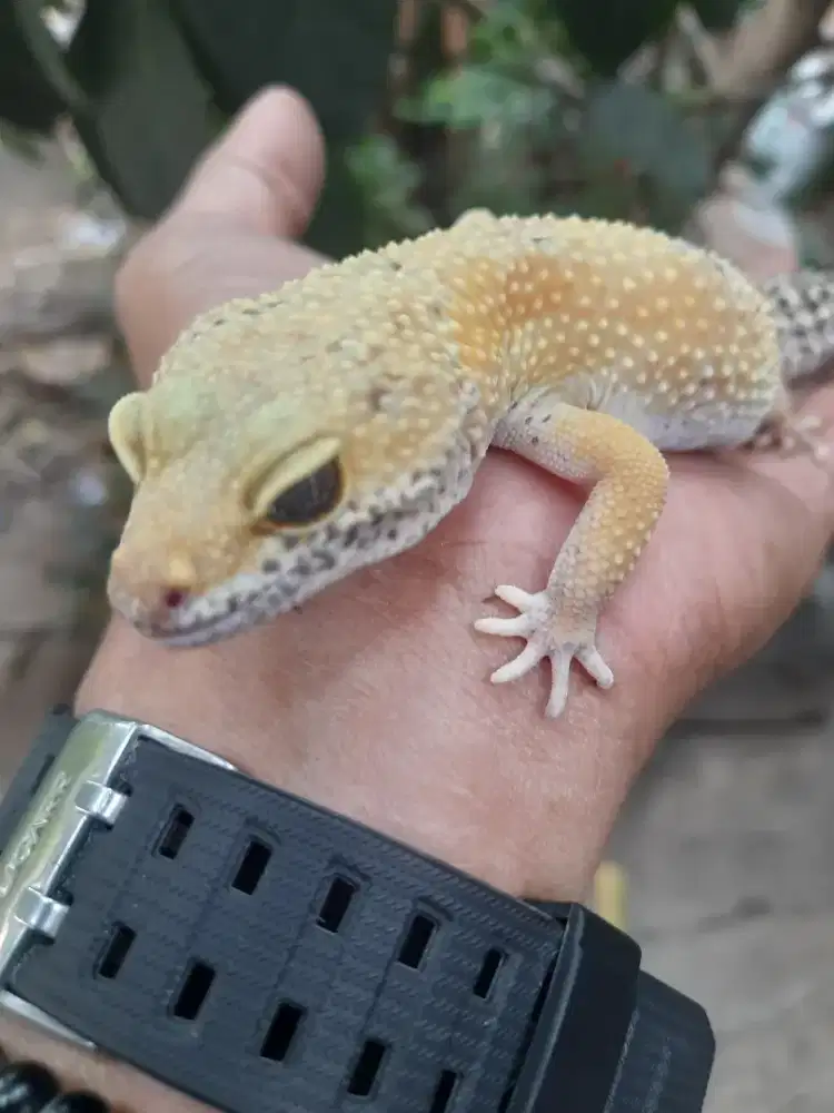 GECKO BETINA PROVEN