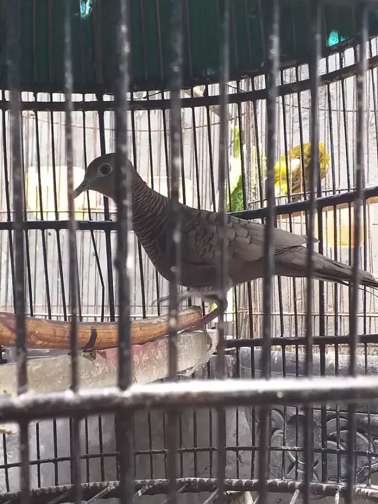 Perkutut hitam canmani