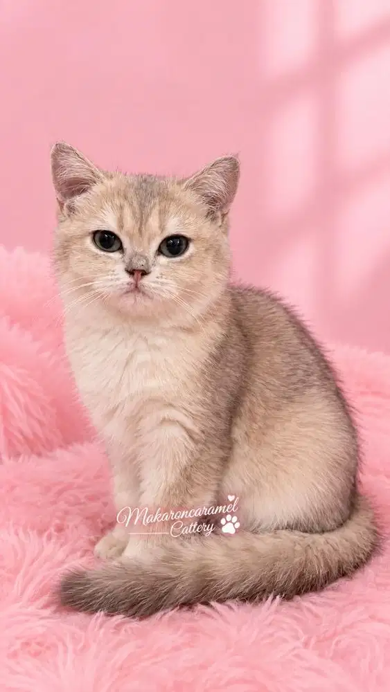 Kucing british shorthair Bsh betina