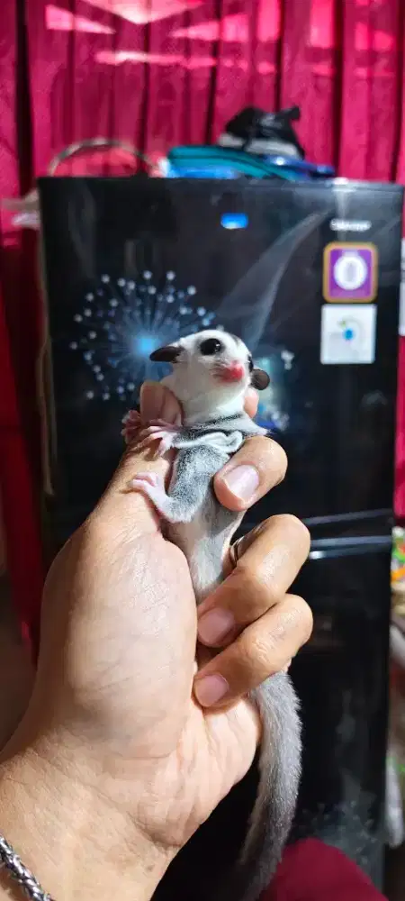 SG / sugar glider WF het LEU jantan