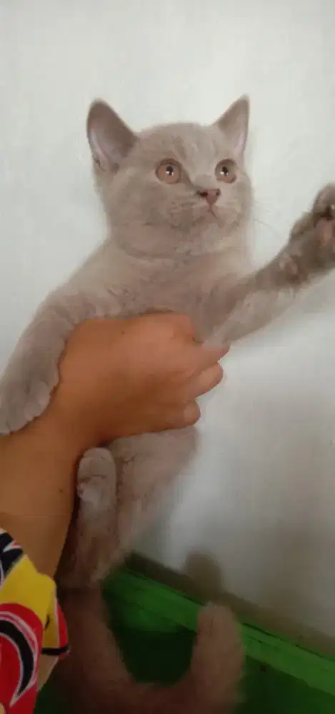 Bsh betina lilac dan abu