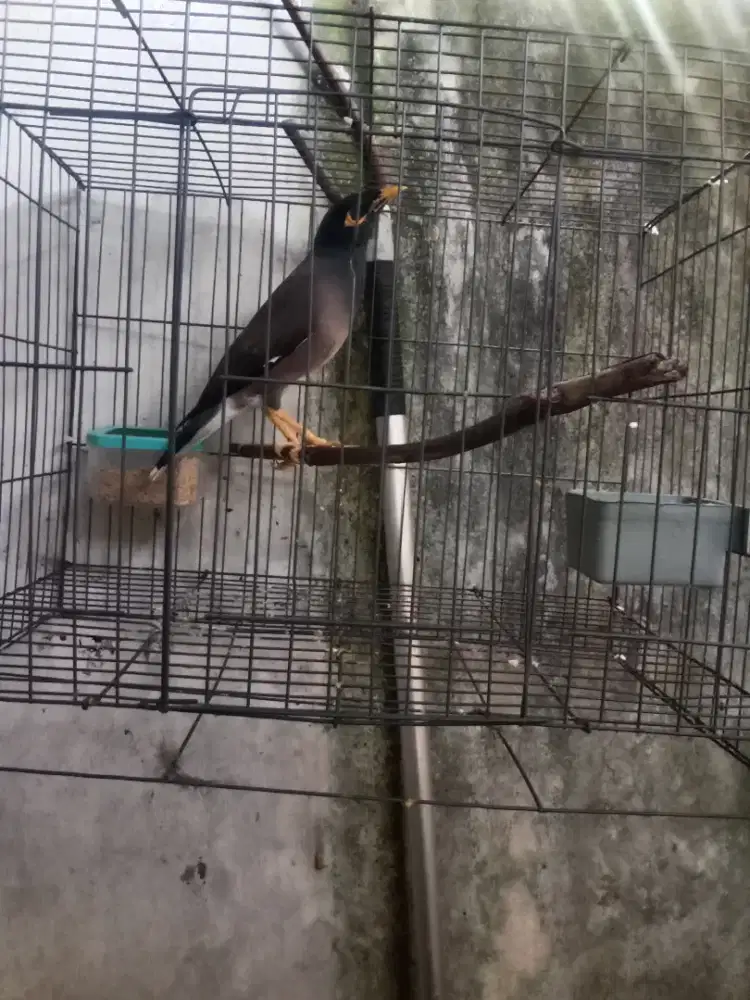 Jalak belong/Nias rajin bunyi isiin banyak
