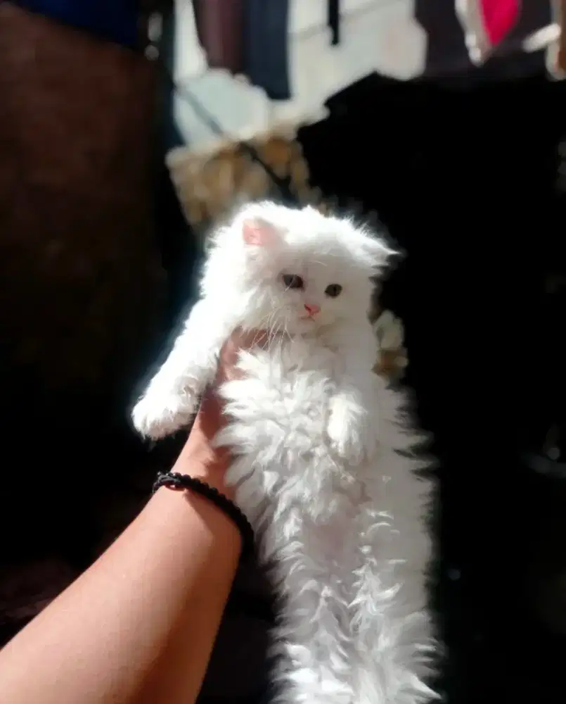 Kucing Persia flatnose kitten ready