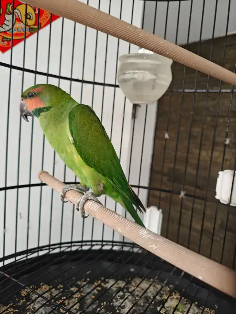 burung love bird