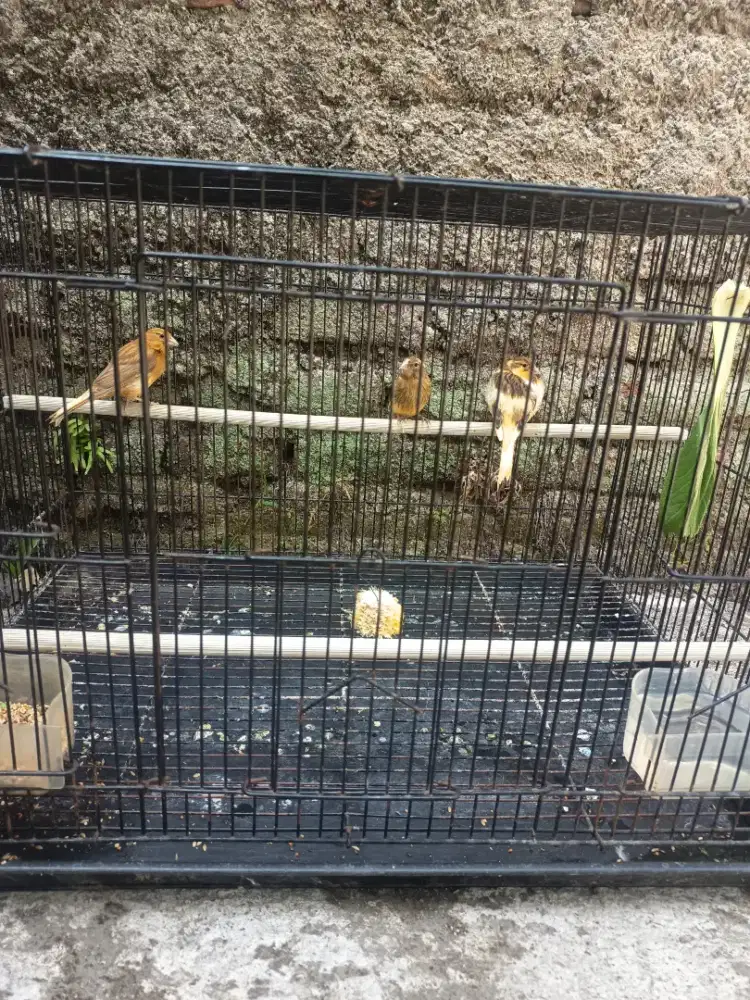 Burung kenari LOPER