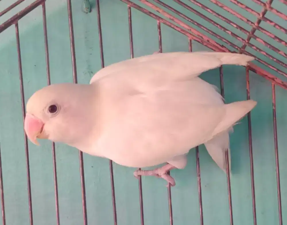 Albino mh jantan dewasa