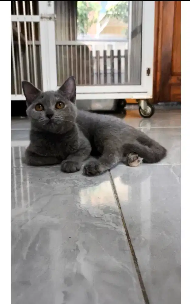 British Shorthair blue betina