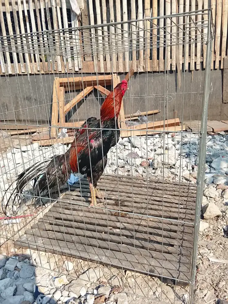 Jual ayam Bangkok klasik.trah ekor lidi.