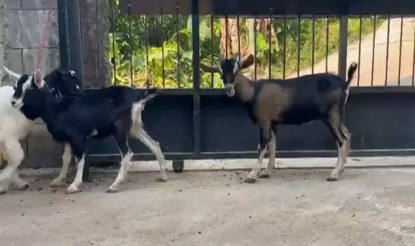 sepasang bakalan kambing cross alphine 4-5 bln exotik langka hiasan ok