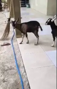 sepasang bakalan kambing cross alphine 4-5 bln exotik siap ternak puas