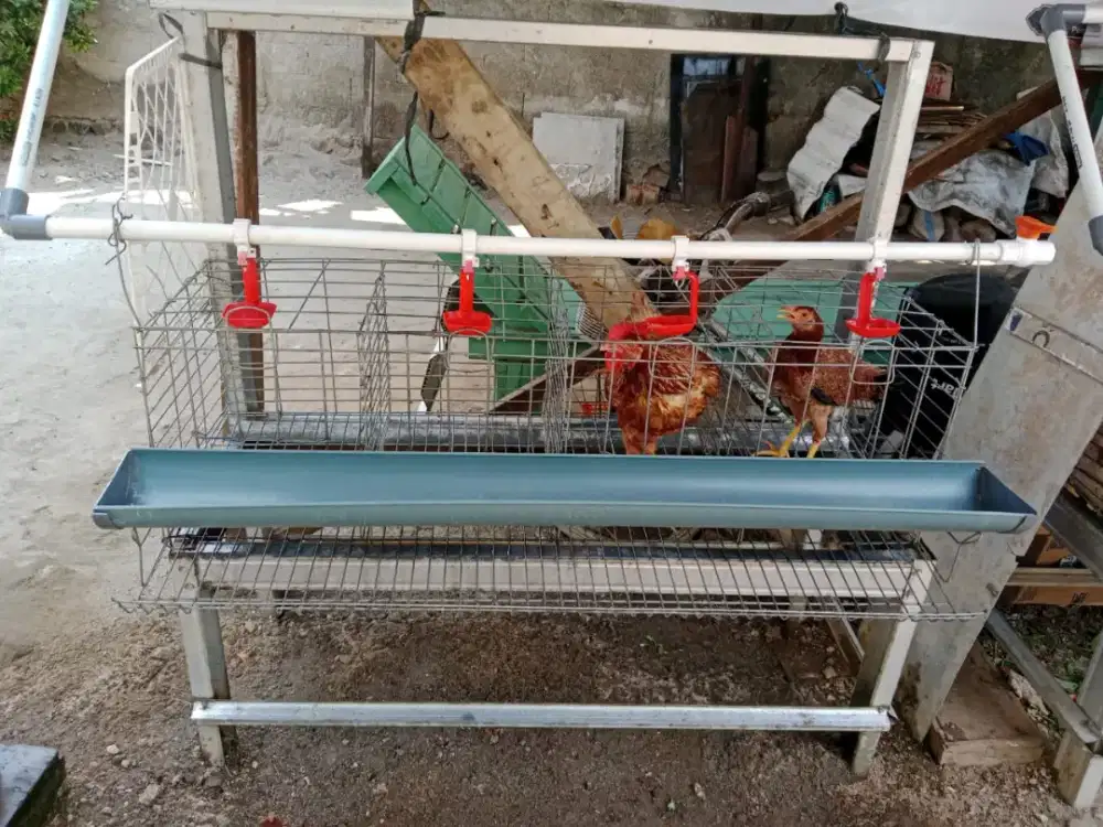 Kandang Ayam Petelur (Talang Pakan+ Pipa & Nipple Minum)