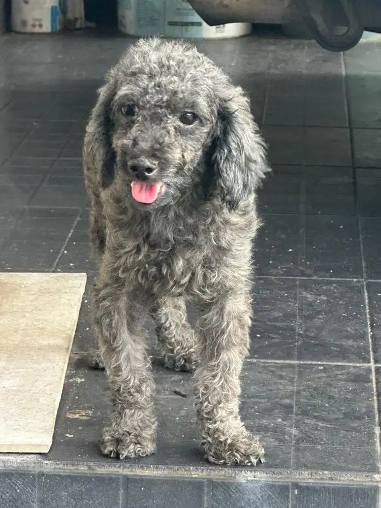 POODLE JANTAN GREY