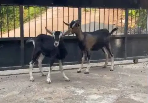 sepasang bakalan kambing cross alphine 4-5 bulanan exotik siap ternak