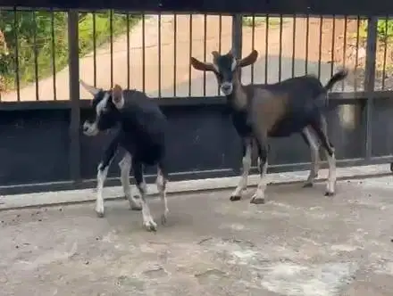 sepasang bakalan kambing cross alphine 4-5 bln siap piara hobby exotik