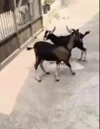 sepasang bakalan kambing cross alphine 4-5 bln exotik siap piara puas