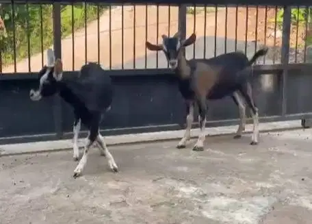 sepasang bakalan kambing cross alphine 4-5 bln exotik siap piara puas
