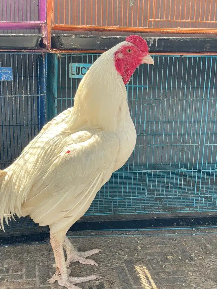 Ayam pakoy putih tembus