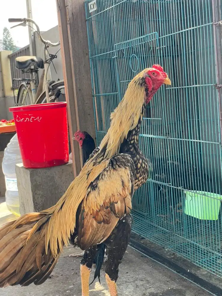 Bangkok klasik muda