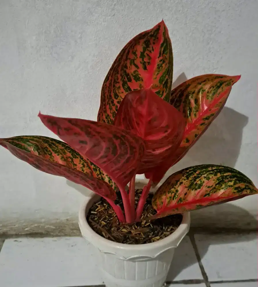 Tanaman Hias Aglonema Widuri