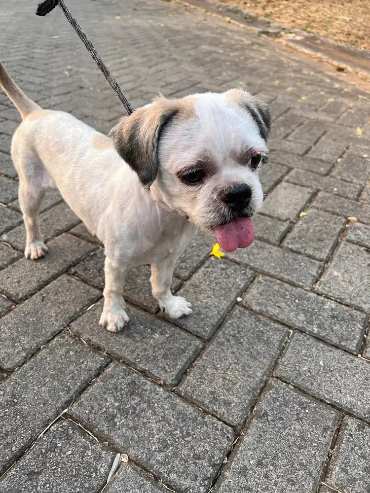 Anjing shitzu Jantan