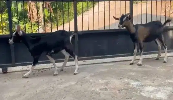sepasang bakalan kambing cross aplhiner 4-5 bln siap ternak budidaya