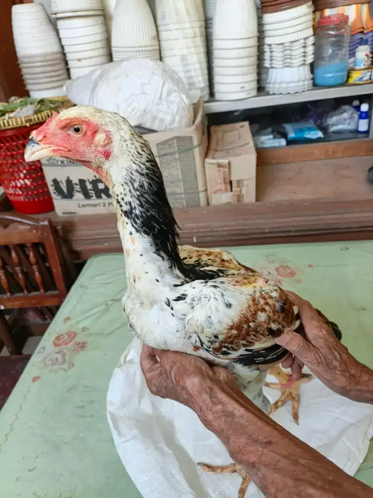 Ayam shamo indio gigante