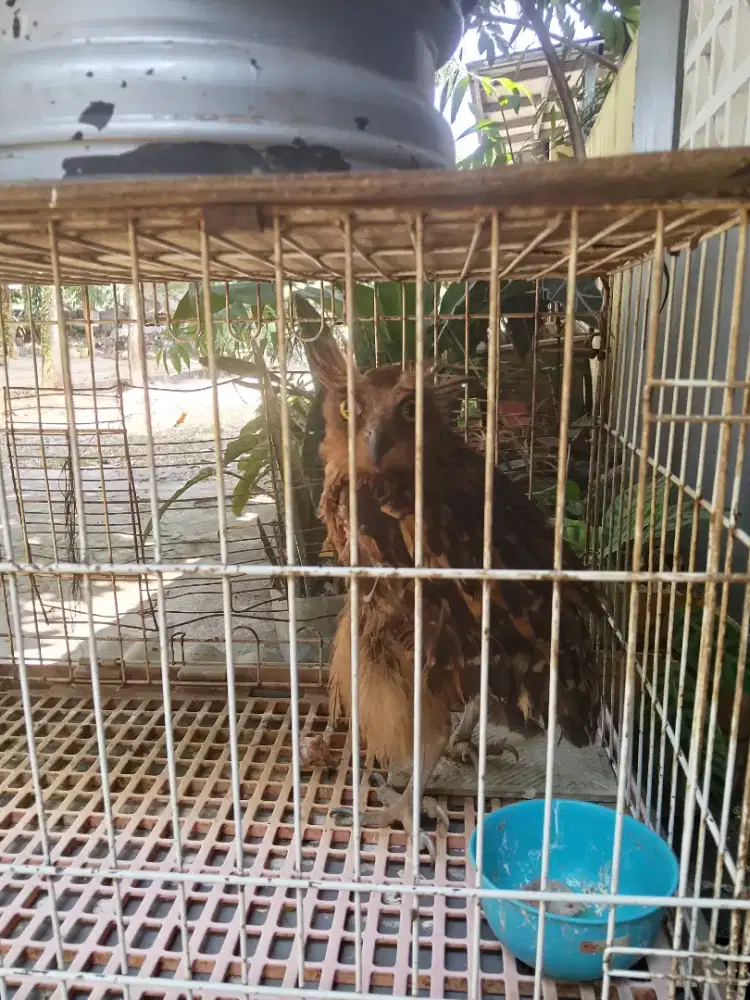 Burung Hantu Bagus