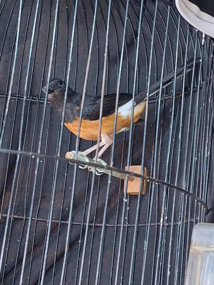 MURAI BETINA SIAPAN