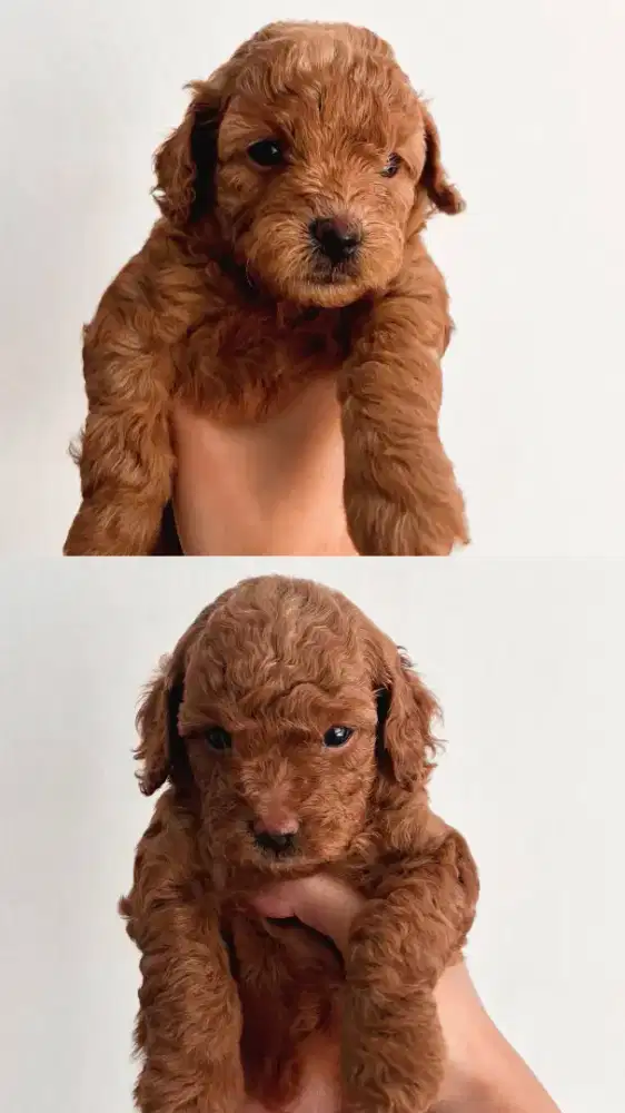 anjing Poodle bandung