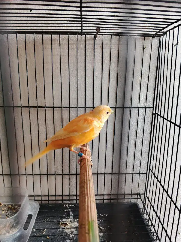 Burung kenari jantan