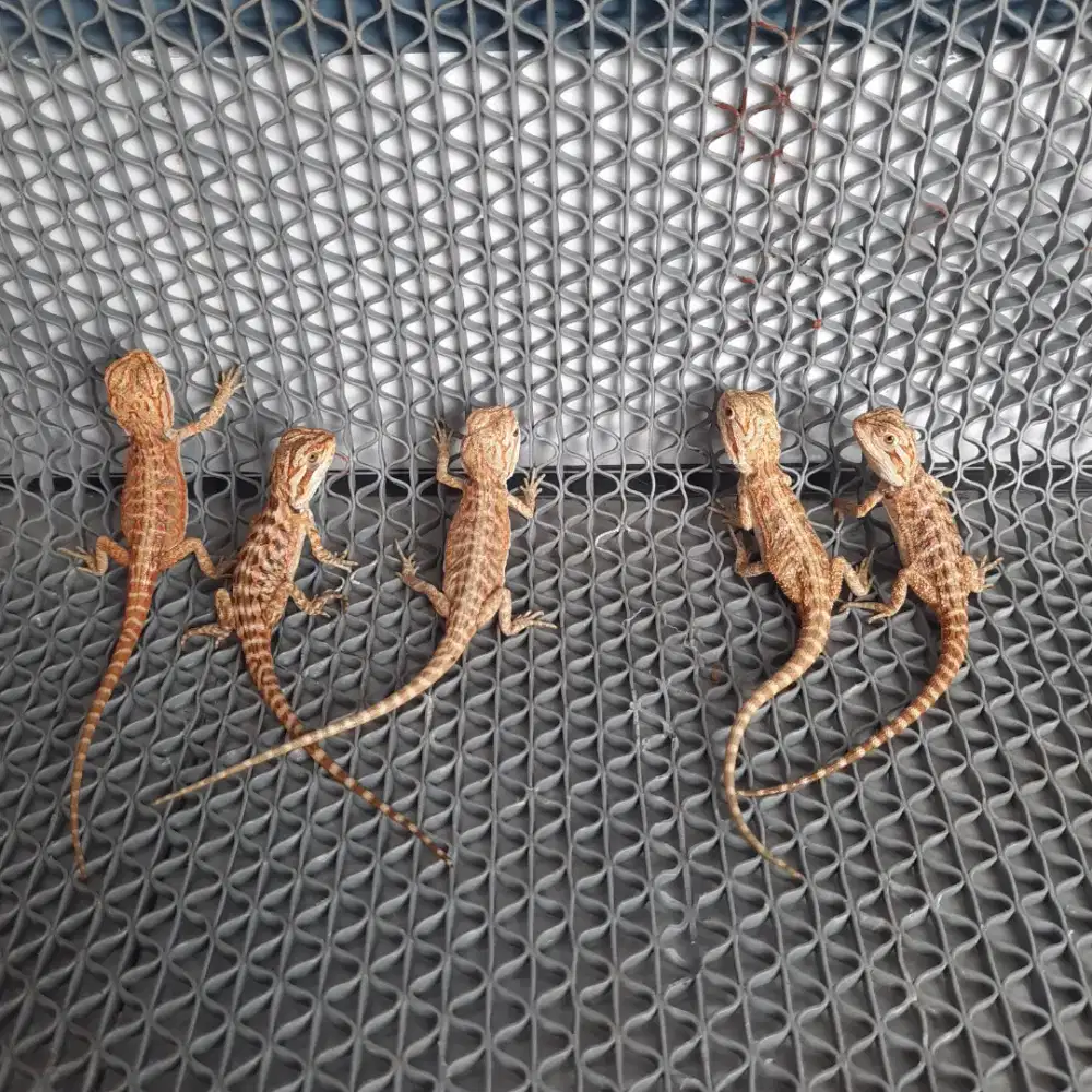5 Ekor Baby Bearded Dragon Hypo Het Translucent