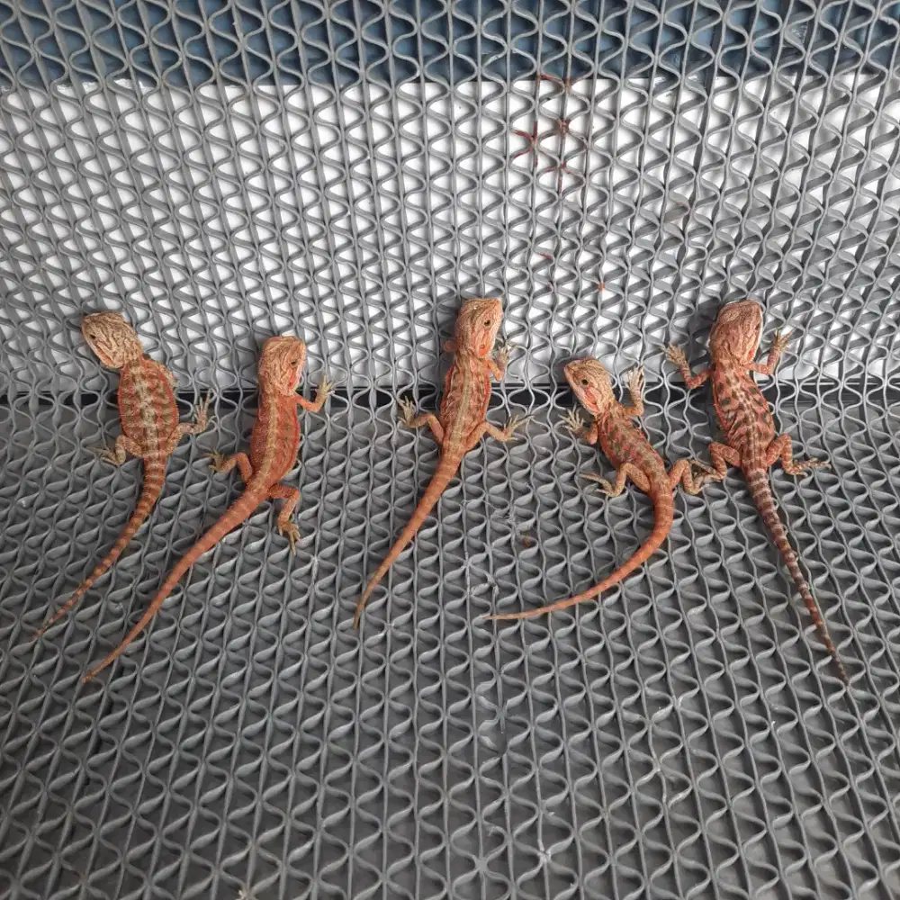 5 ekor Baby Bearded Dragon Hypo Translucent
