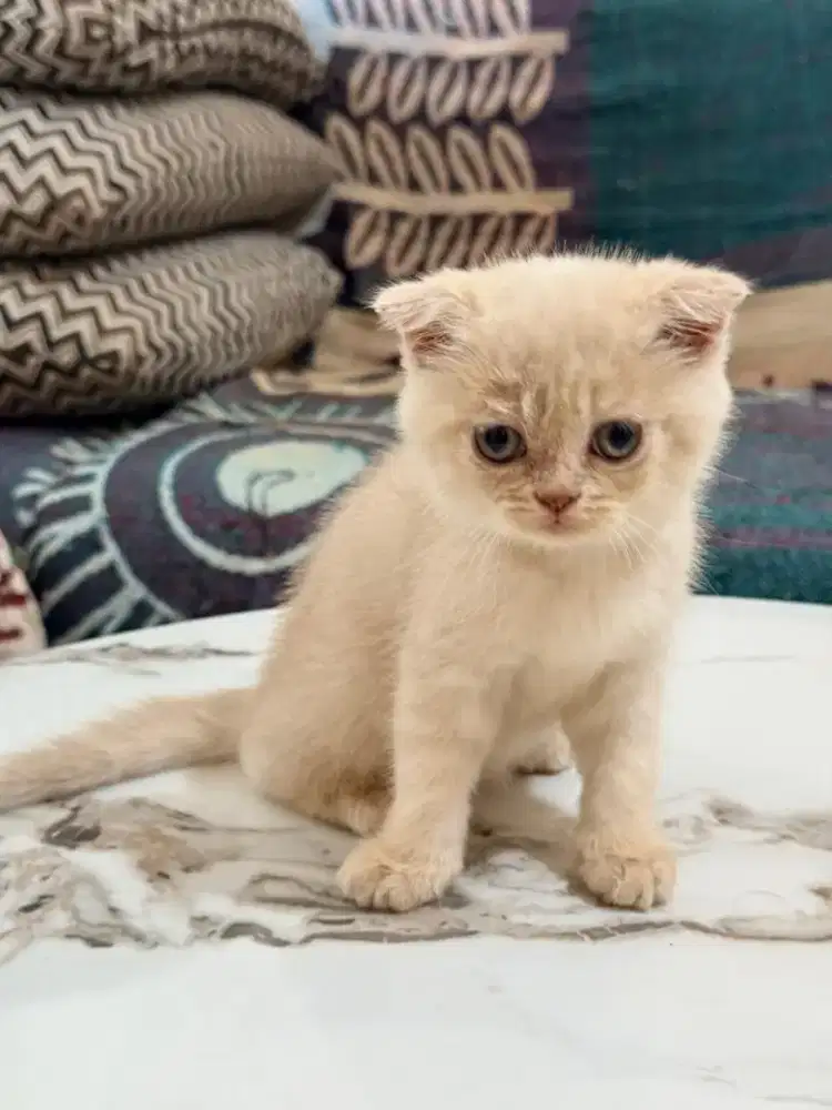 Kucing persia , bsh , scotish fold