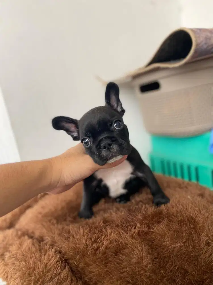 Puppy french bulldog jantan