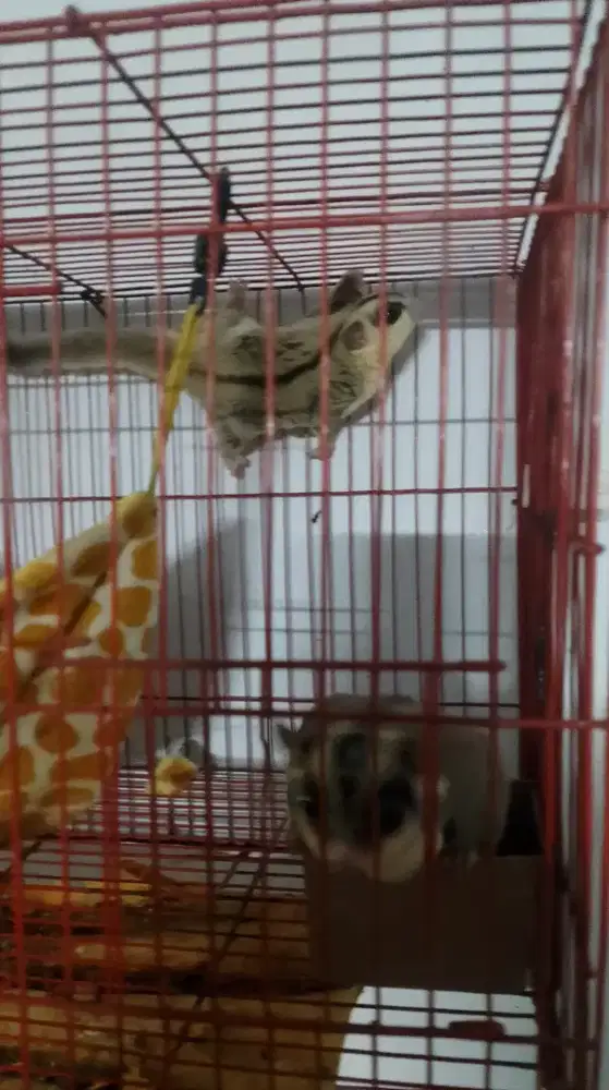 SUGAR GLIDER 2 EKOR + KANDANG