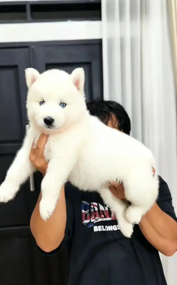Siberian Husky all white