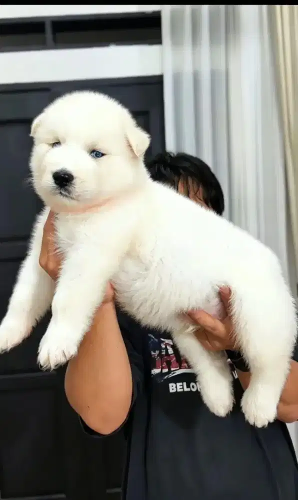 Siberian Husky all white
