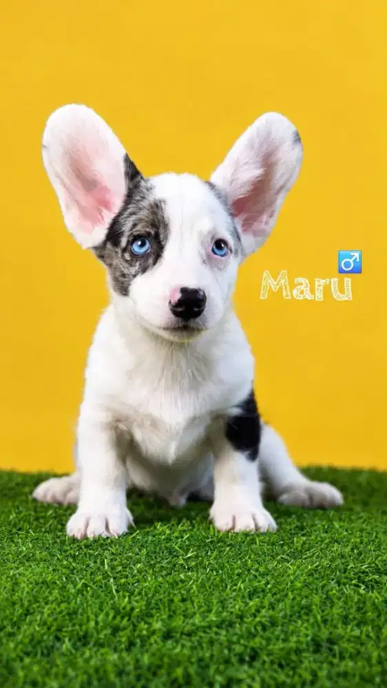 Cardigan corgi  super langka