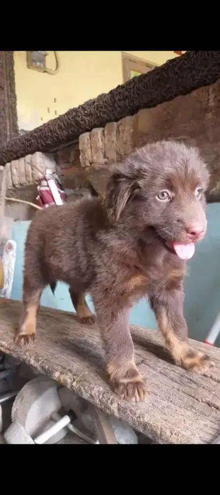 Roddweler mix herder betina 2 bln