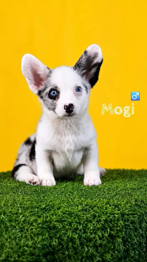 Cardigan corgi super langka