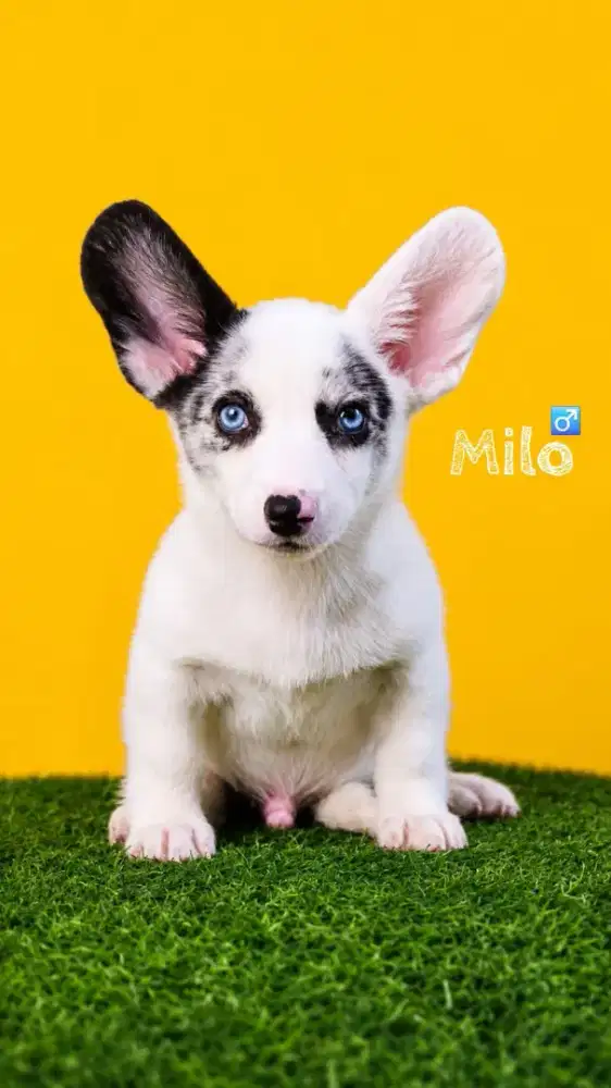Cardigan corgi super