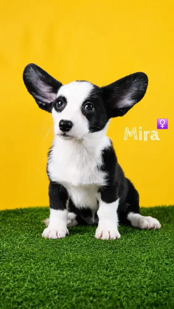 Cardigan corgi super