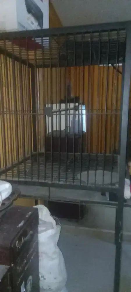 Kandang Burung kakatua