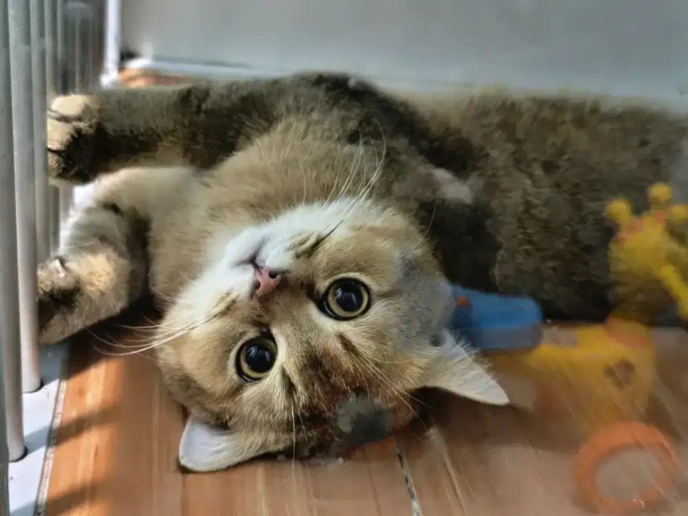 JASA PACAK KUCING BSH GOLDEN
