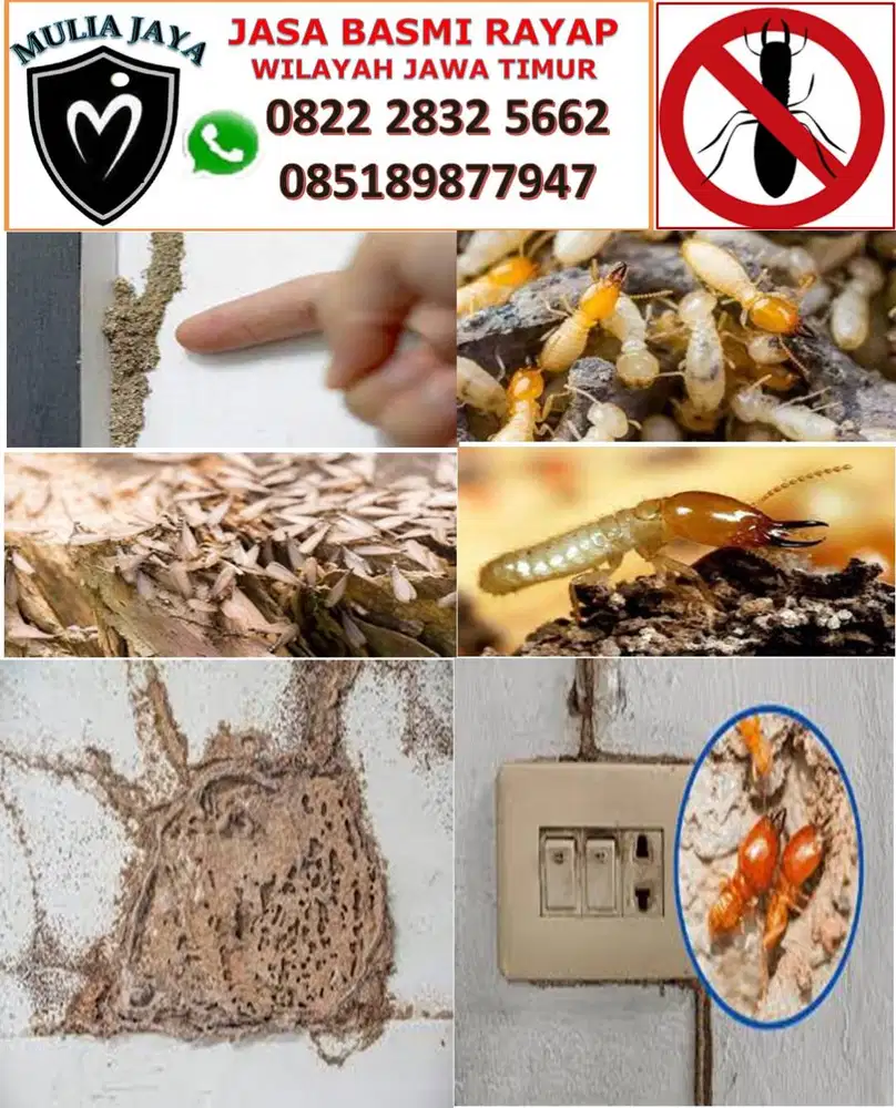 ANTI RAYAP BERGARANSI DI KEDIRI
