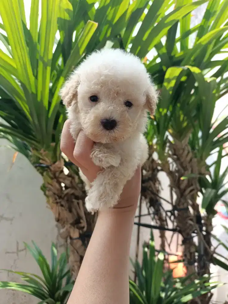 anakan poodle jantan