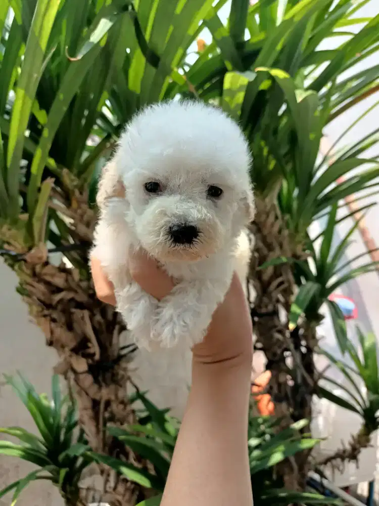 anakan poodle jantan