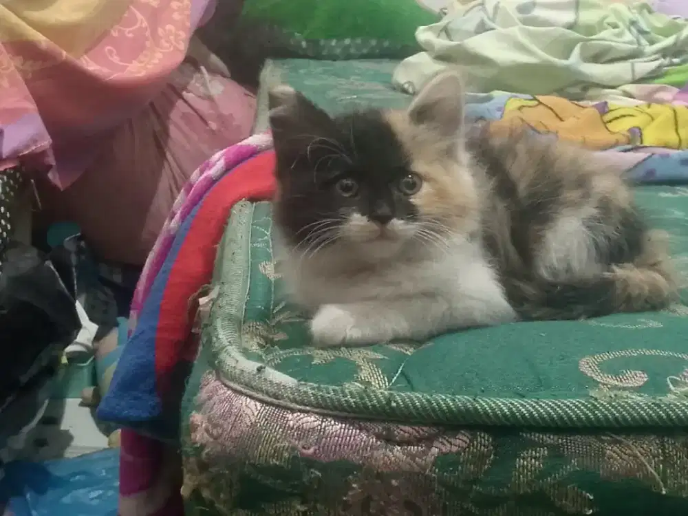 Kucing persia medium kitten betina