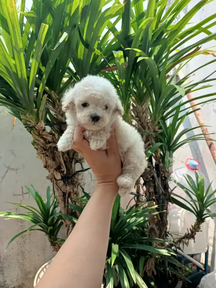 anakan poodle betina
